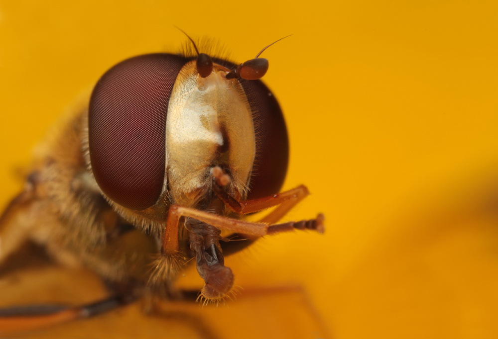 Hoverfly cleaning itself